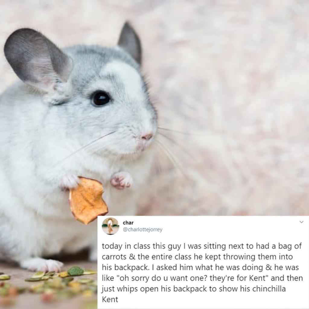Chinchillas In Class Hilarious College Tweets 