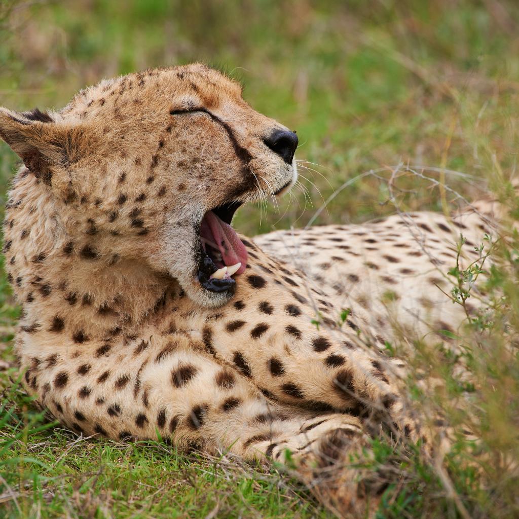 Cheetah, Shocking Facts