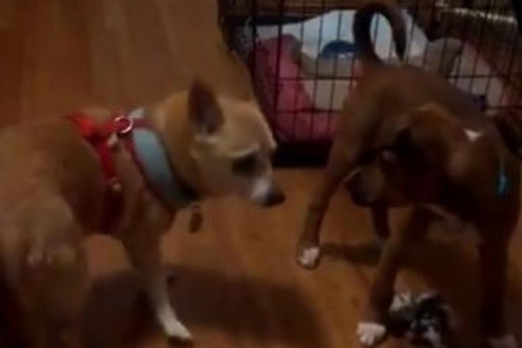 foster dog viral reunion