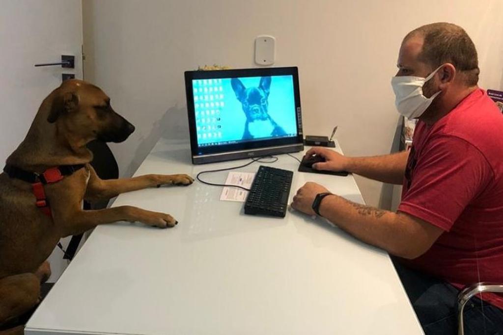 Brazil community pets dogs